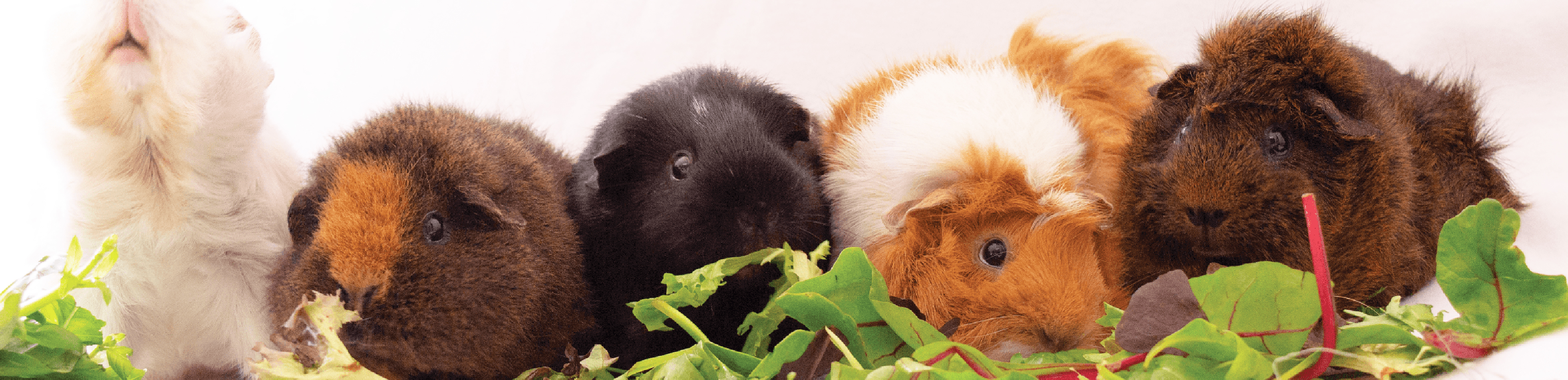 group of five guinea pigs eating lettuce